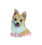 pomepomedog（個別スタンプ：2）