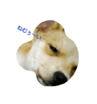 pomepomedog（個別スタンプ：3）