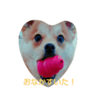 pomepomedog（個別スタンプ：5）