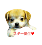 pomepomedog（個別スタンプ：6）