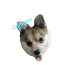 pomepomedog（個別スタンプ：7）