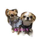 茶＆レアFriends（個別スタンプ：2）