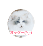 momo＆meryl（個別スタンプ：6）