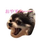 チワワのゴエ咲（個別スタンプ：1）