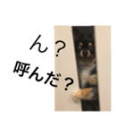 チワワのるいテト（個別スタンプ：2）