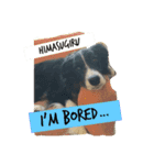 BORDER犬 1（個別スタンプ：3）