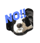 BORDER犬 1（個別スタンプ：6）