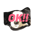 BORDER犬 1（個別スタンプ：7）