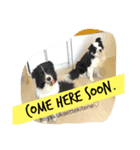 BORDER犬 1（個別スタンプ：8）
