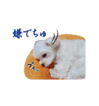 ぼくチョビン（個別スタンプ：13）