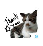 TRMスタンプ (猫・ネコ)（個別スタンプ：3）