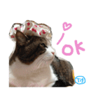 TRMスタンプ (猫・ネコ)（個別スタンプ：4）