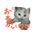 TRMスタンプ (猫・ネコ)（個別スタンプ：5）