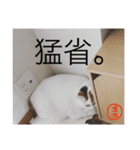 TRMスタンプ (猫・ネコ)（個別スタンプ：6）