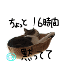 TRMスタンプ (猫・ネコ)（個別スタンプ：8）