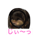 sfgechjkkjvfff（個別スタンプ：4）