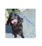 犬好きのための可愛いスタンプ。（個別スタンプ：2）