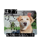 犬好きのための可愛いスタンプ。（個別スタンプ：6）
