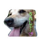 犬好きのための可愛いスタンプ。（個別スタンプ：7）