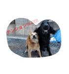 犬好きのための可愛いスタンプ。（個別スタンプ：8）