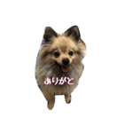 ポメラニアンのここたん（個別スタンプ：5）