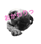 tancoco2（個別スタンプ：1）