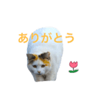 nagasakinyan（個別スタンプ：3）
