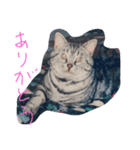 猫chan（個別スタンプ：1）