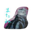猫chan（個別スタンプ：3）