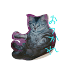 猫chan（個別スタンプ：5）
