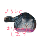 猫chan（個別スタンプ：6）