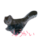 猫chan（個別スタンプ：7）