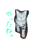 猫chan（個別スタンプ：8）