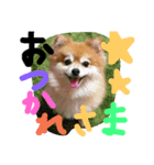 cutedog8212（個別スタンプ：1）