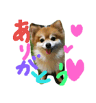cutedog8212（個別スタンプ：2）