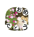 cutedog8212（個別スタンプ：3）