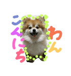 cutedog8212（個別スタンプ：4）