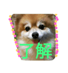 cutedog8212（個別スタンプ：5）