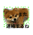 cutedog8212（個別スタンプ：6）