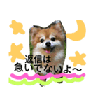 cutedog8212（個別スタンプ：7）