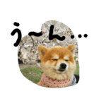 cutedog8212（個別スタンプ：8）