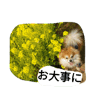 cutedog8212（個別スタンプ：9）