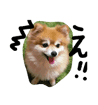 cutedog8212（個別スタンプ：10）