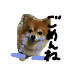 cutedog8212（個別スタンプ：11）