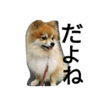 cutedog8212（個別スタンプ：12）