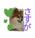 cutedog8212（個別スタンプ：13）