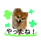 cutedog8212（個別スタンプ：14）
