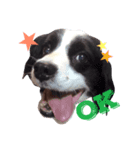 バロン犬（個別スタンプ：2）