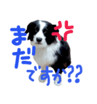 バロン犬（個別スタンプ：3）