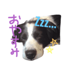 バロン犬（個別スタンプ：4）